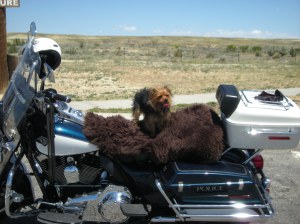 This is Lily on her converted police bike.