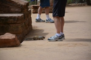 I called him Waddles - he didn't appear to be underfed.