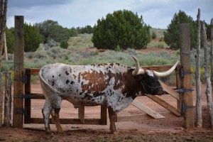 Intimidating looking creature.