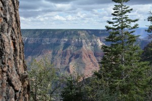 Just another random shot at the Grand Canyon North Rim. 