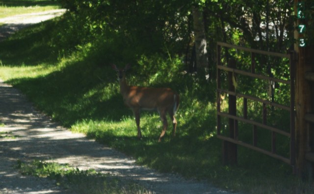 Deer_1
